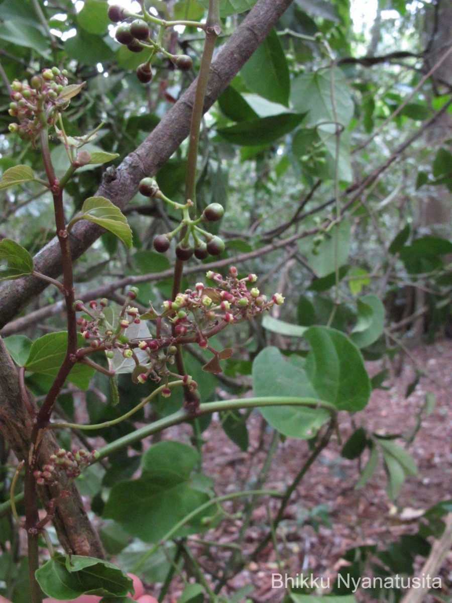 Cissus lonchiphylla Thwaites